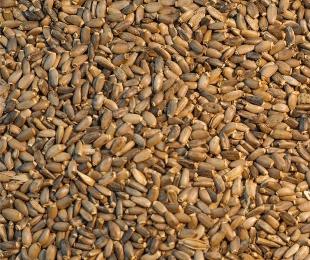 Graines de chardon-Marie 1kg - Graines individuelles - Bouti, Animaux & Accessoires, Oiseaux | Accessoires, Enlèvement