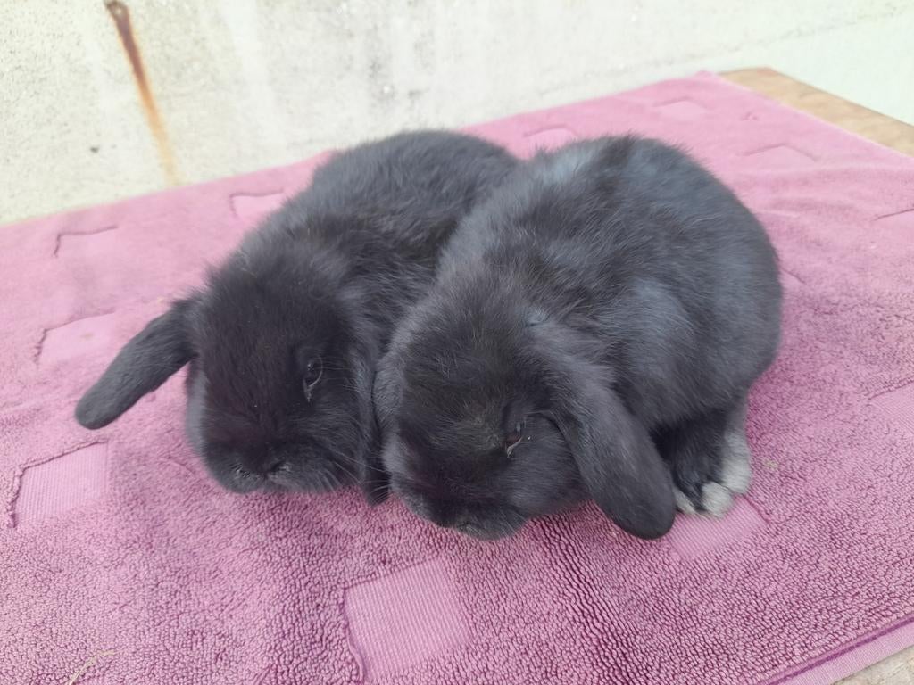 Nederlandse hangoordwergjes, Dieren en Toebehoren, Konijnen