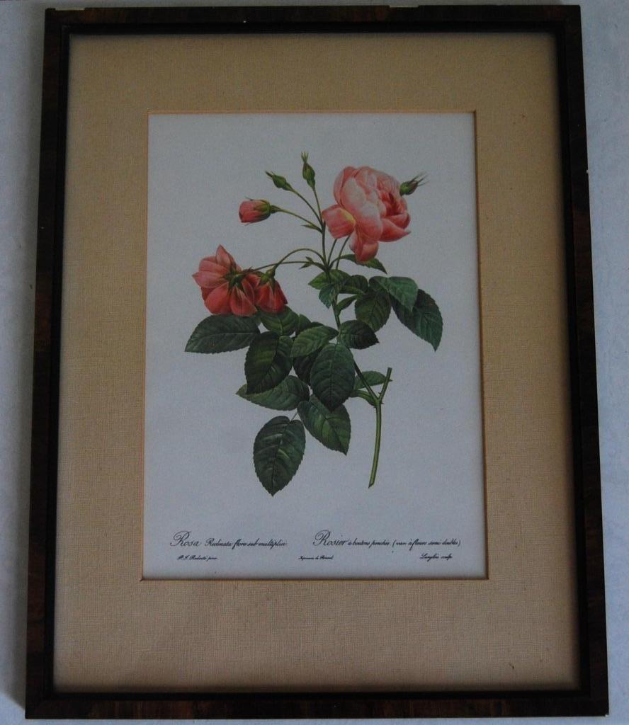 Litho  Roos van P.J. Redouté - ingekaderd, Enlèvement ou Envoi