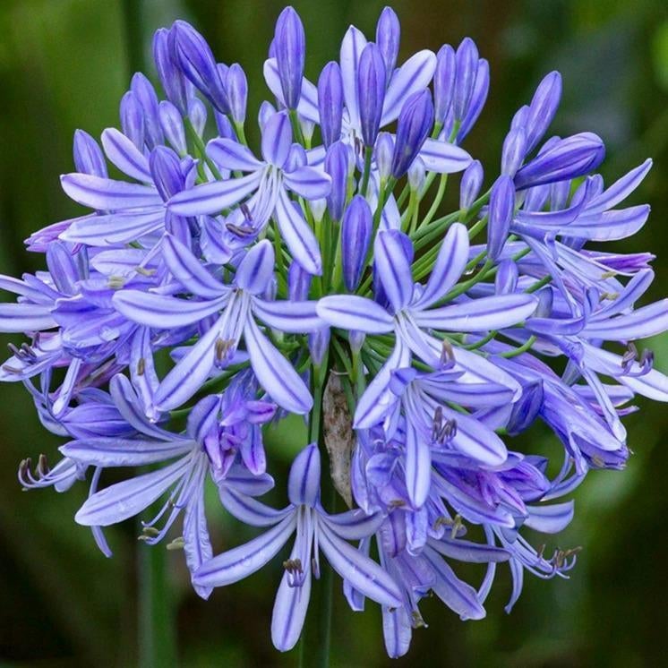 Récolte de graines d'agapanthe bleu clair 2025, Enlèvement ou Envoi, Toute l'année, Graine