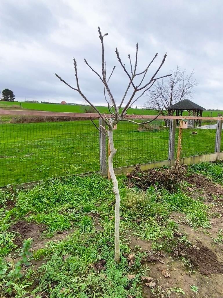 Vijgenbomen, Tuin en Terras, Planten | Tuinplanten, Ophalen, Volle zon, Vaste plant, Fruitplanten
