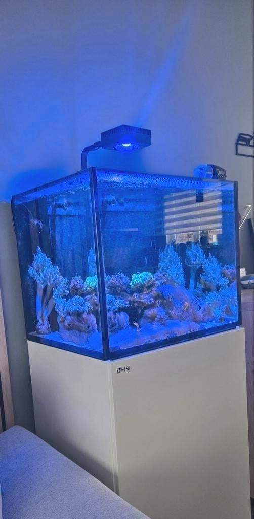 Zeequrium Red Sea 170, Dieren en Toebehoren, Ophalen