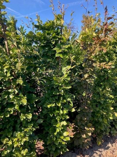 Overstock Fagus sylvatica beukenhaag 180/+ met kluit, Ophalen, Beukenhaag, Haag, 100 tot 250 cm