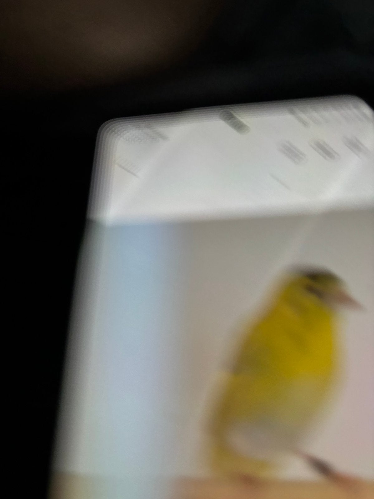 Pheo sijsjes en ino topaas, Wildzangvogel, Geringd