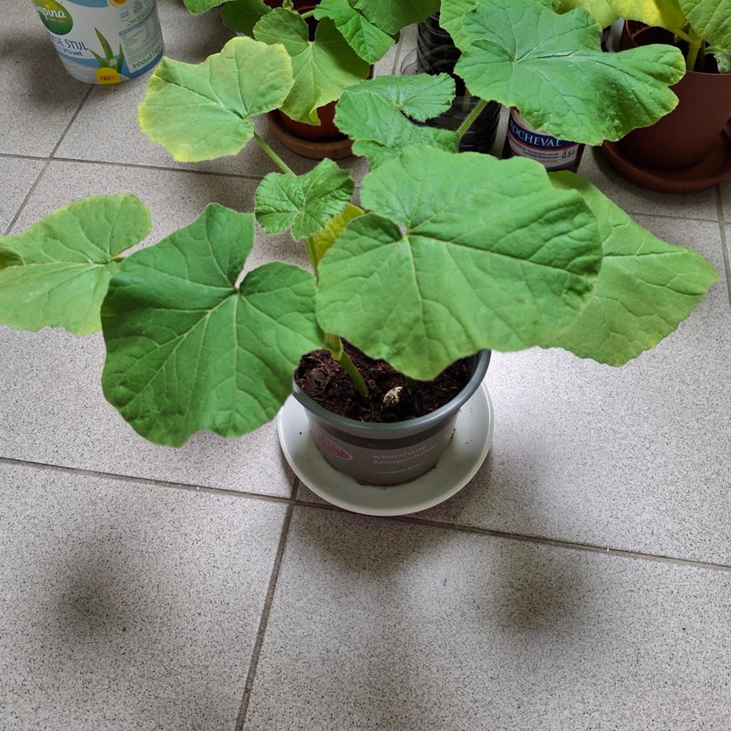 Plants de citrouilles à noix cendrées et châtai, Enlèvement