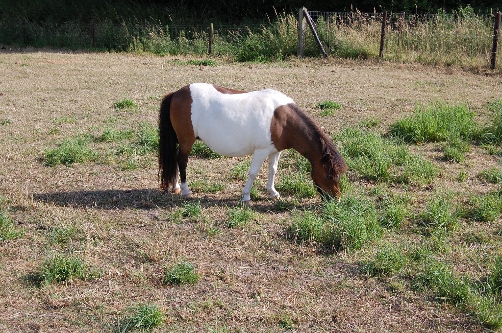 2 stamboek shetlander merries te koop, Jument, Avec pedigree