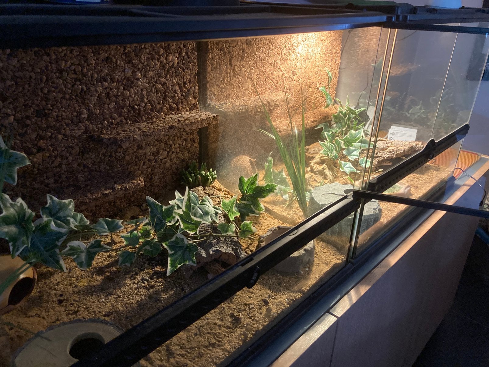 Gekko met terrarium, Dieren en Toebehoren, Ophalen, Zo goed als nieuw