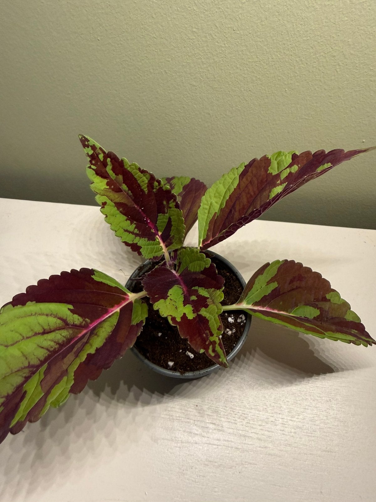 Coleus combat, Autres espèces, En pot, Moins de 100 cm, Plante verte