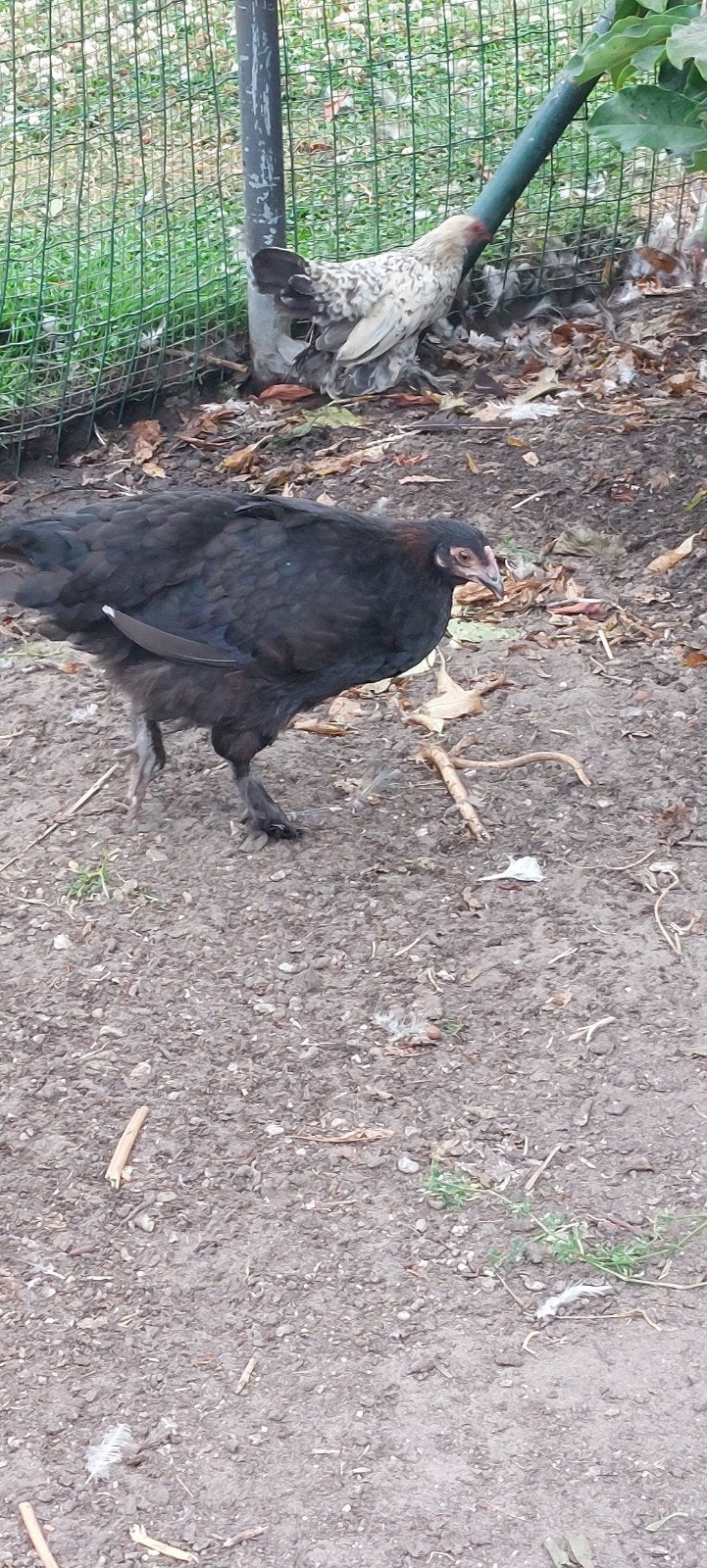 3 Marans kippen, Dieren en Toebehoren, Pluimvee