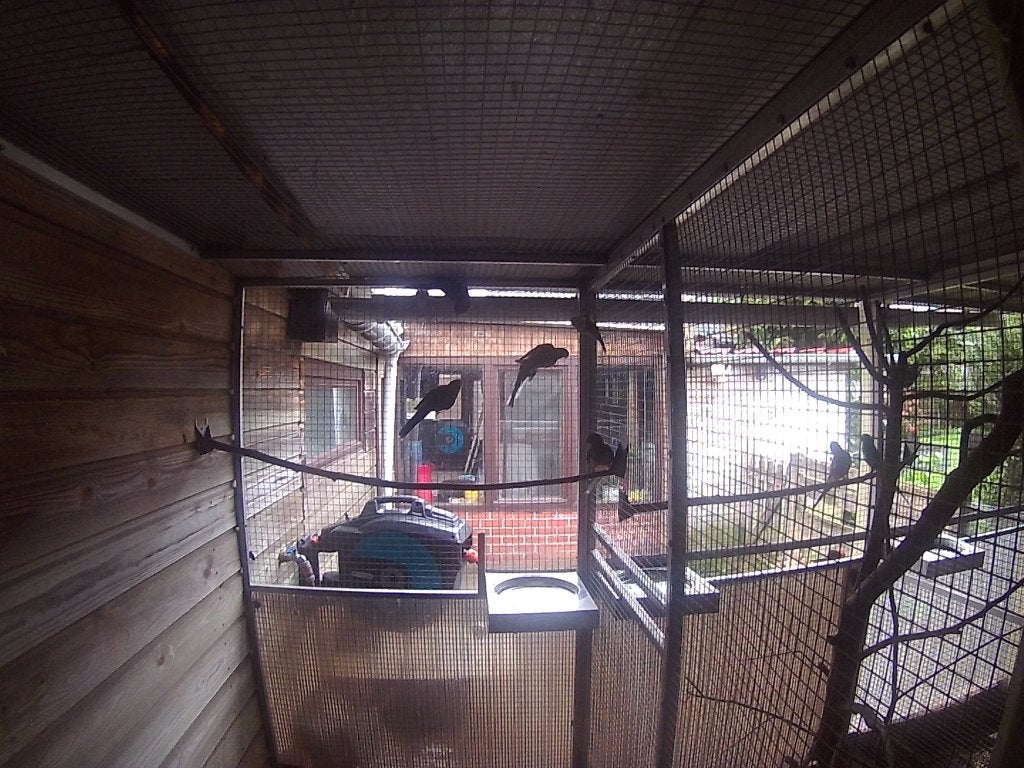 grote parkieten, Dieren en Toebehoren, Geslacht onbekend, Parkiet, Geringd