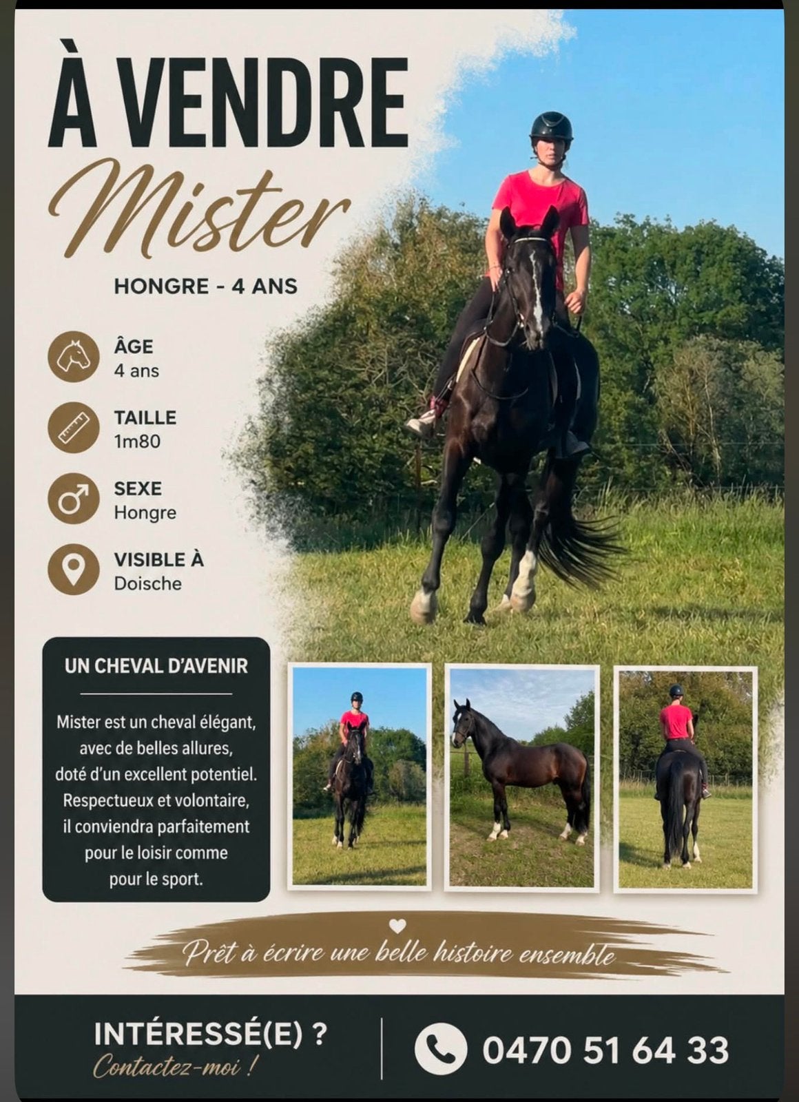 Mister trotteur français super brave, Animaux & Accessoires, Enlèvement