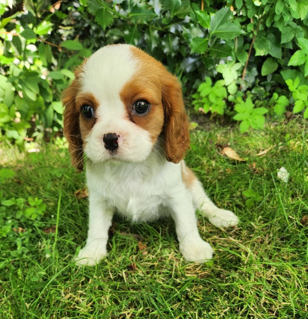 Cavalier king charles spaniel teefje, Parvo, België, 8 tot 15 weken, Teef