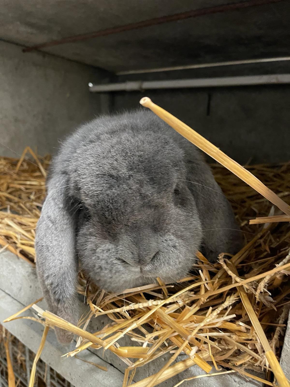 Franse hangoor, Dieren en Toebehoren, Konijnen, Hangoor