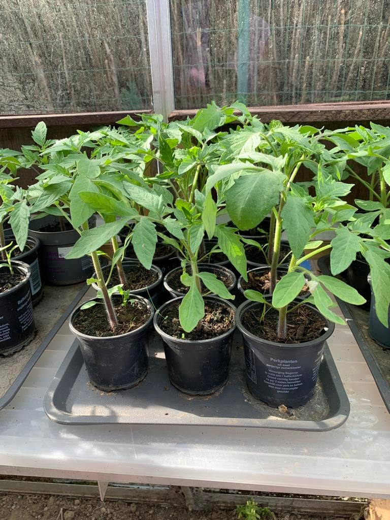 Plantjes, Tuin en Terras, Ophalen