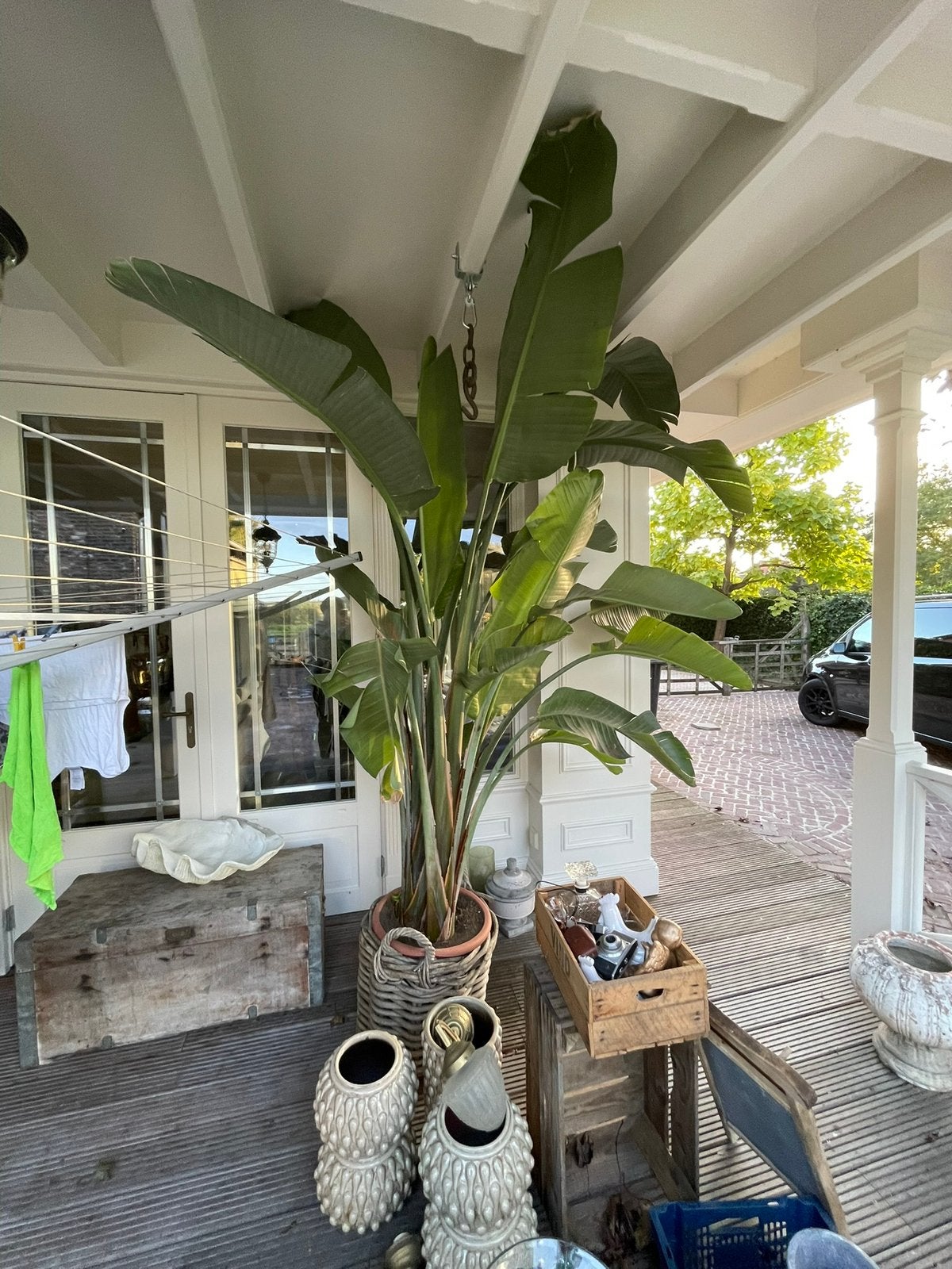 Belle plante énorme, Jardin & Terrasse, Enlèvement
