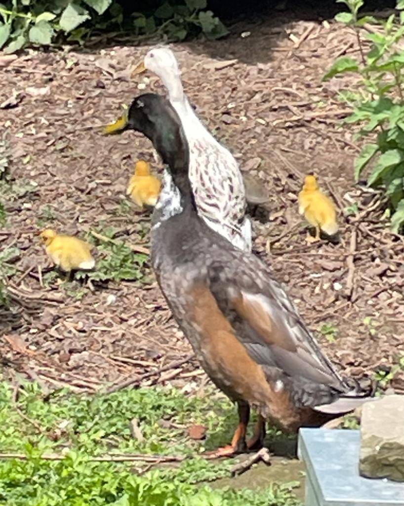 Canards coureurs Indiens, Divers, Divers Autre, Neuf, Enlèvement