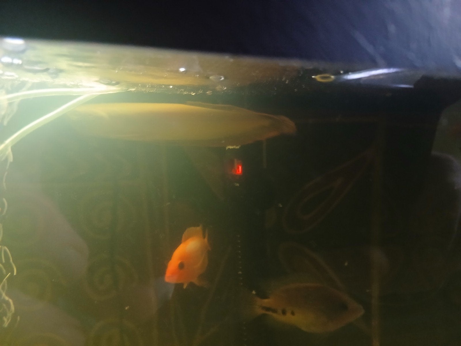 arowana, Dieren en Toebehoren, Vis, Zoetwatervis