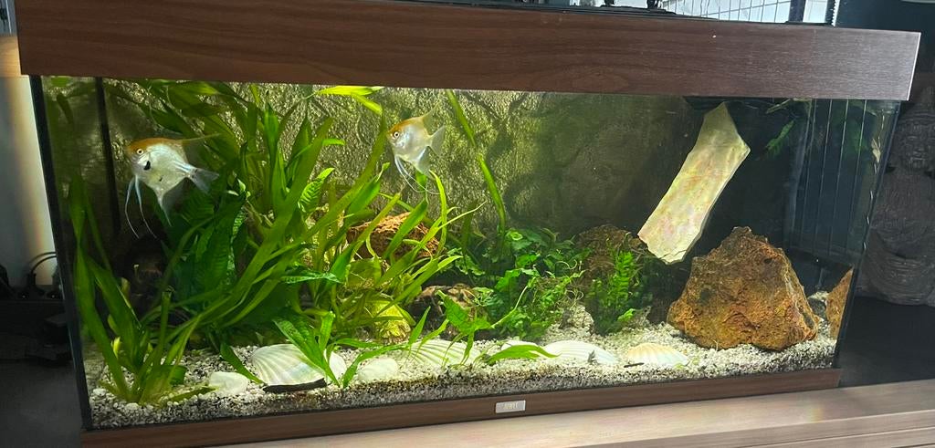 Juwel rio 180, Dieren en Toebehoren, Ophalen, Zo goed als nieuw, Filter, Juwel