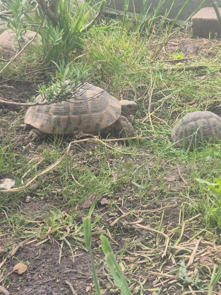 Tortue hermann boettgeri, Animaux & Accessoires