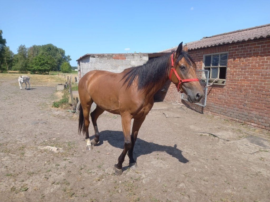 3 JAARSE EVENTINGMERRIE 3450 EURO, Animaux & Accessoires, Chevaux, Avec pedigree, 160 à 165 cm, Non dressé, Cheval de saut