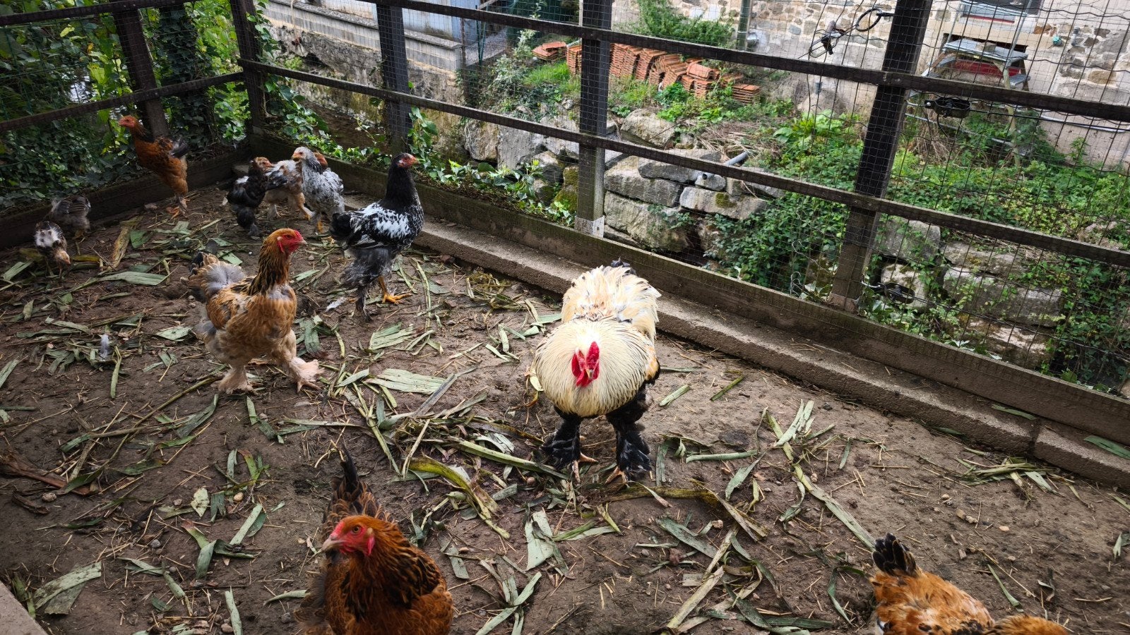 poule Brahmâ perdrix doré, Plusieurs animaux, Poule ou poulet