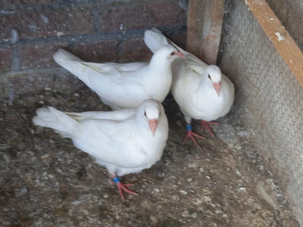 Jonge witte duiven met ring en eigendomsbewijs, Dieren en Toebehoren