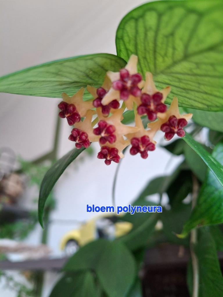 Hoya, Huis en Inrichting, Kamerplanten, Verzenden