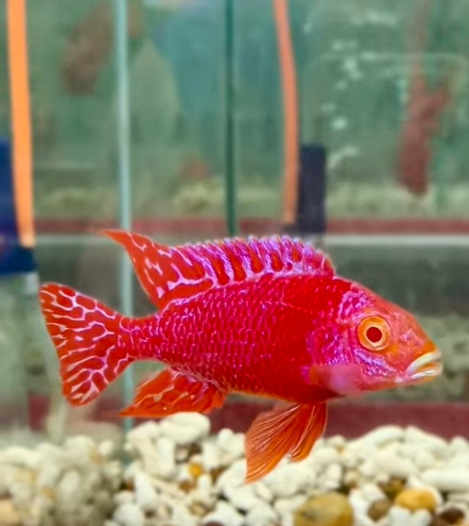 Aulonocara Firefish Malawi Exclusief!!!