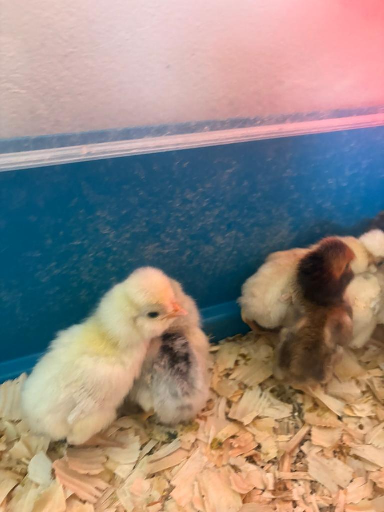 Padua kriel kuikens 3+1 GRATIS, Dieren en Toebehoren, Pluimvee, Geslacht onbekend, Kip
