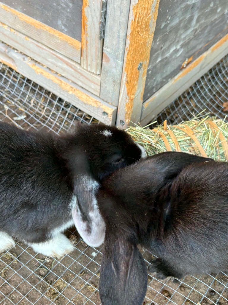 langoor konijnen, Dieren en Toebehoren, Konijnen, Meerdere dieren, Klein, Hangoor, 0 tot 2 jaar