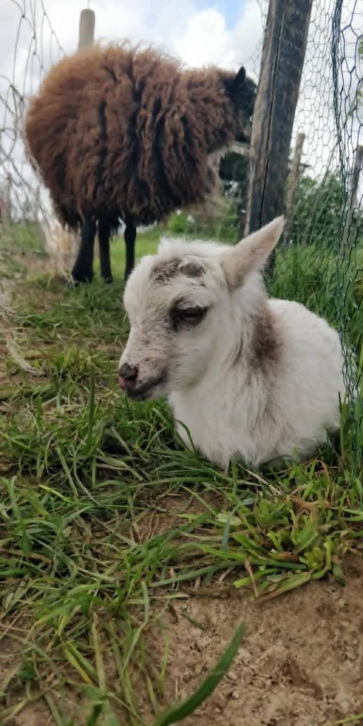 supermooi handtam ouessant bokje 50 euro, Dieren en Toebehoren, Mannelijk, Schaap, 0 tot 2 jaar