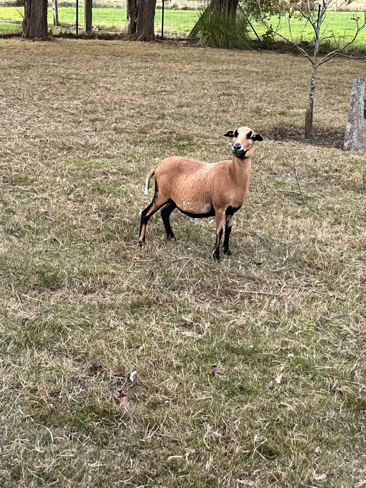 Kameroen ooi, Dieren en Toebehoren