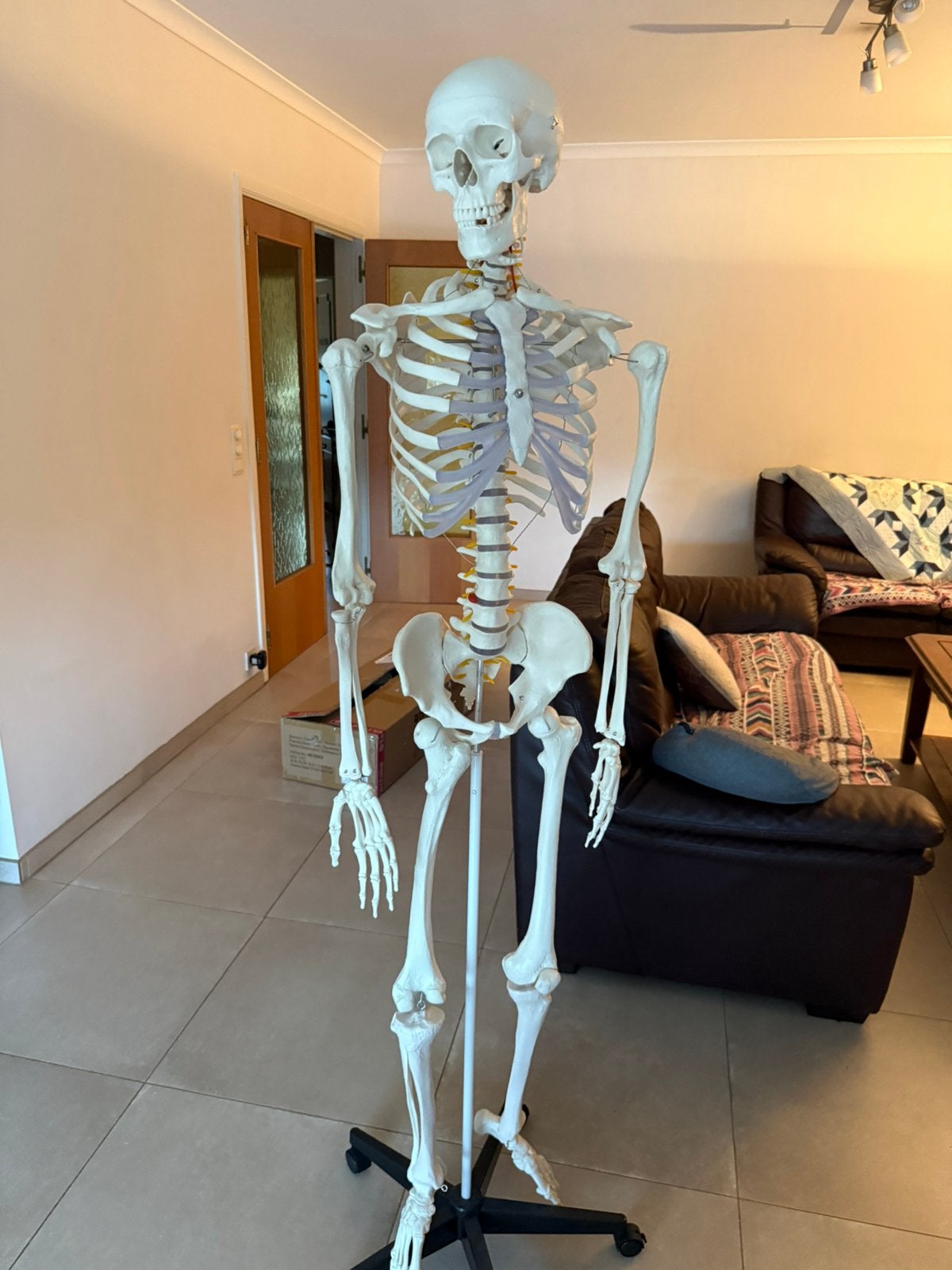 Anatomisch skelet, Ophalen, Zo goed als nieuw