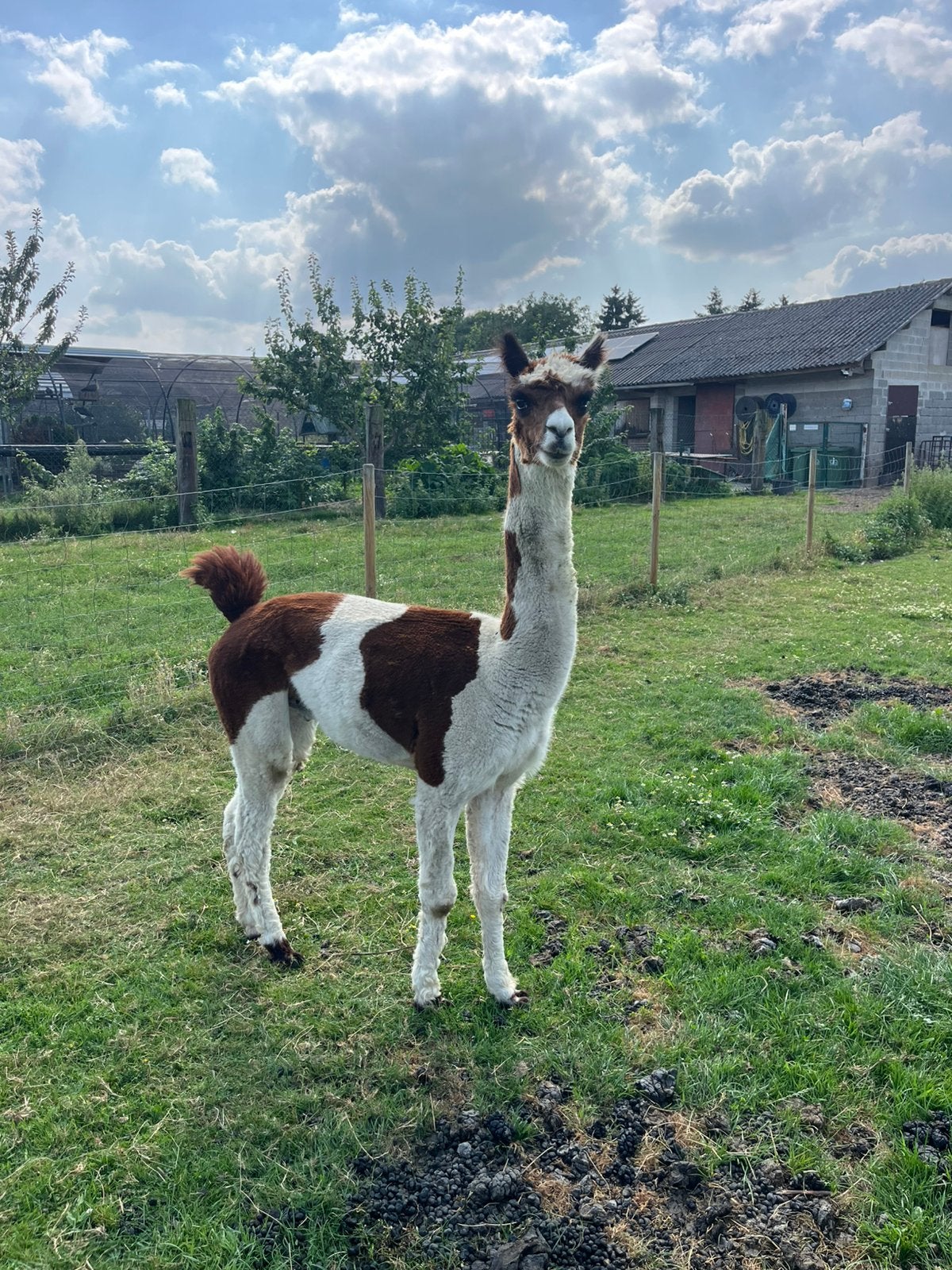 Bonte alpaca  hengst, April, Mannelijk