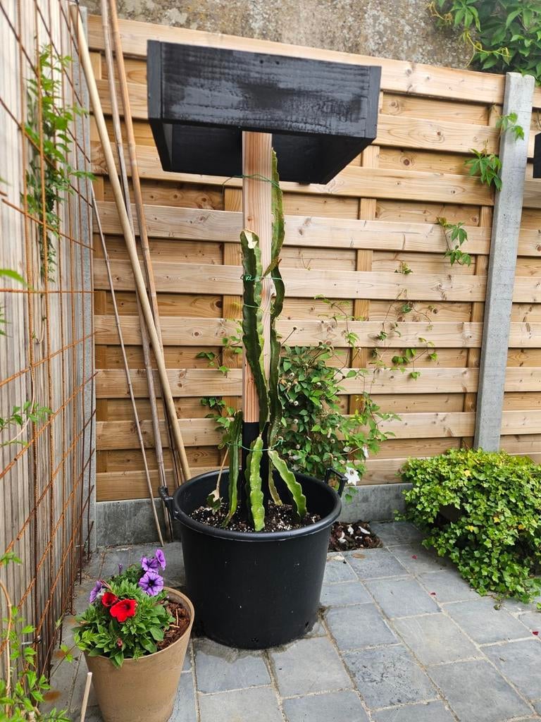 Klimplant /dragonfruit trellisrek, Tuin en Terras, Schuttingen, Ophalen of Verzenden