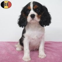Superbes chiots Cavalier King Charles à vendre, Commerçant, Maladie de Carré (chiens), Pékinois ou Épagneul nain, 8 à 15 semaines