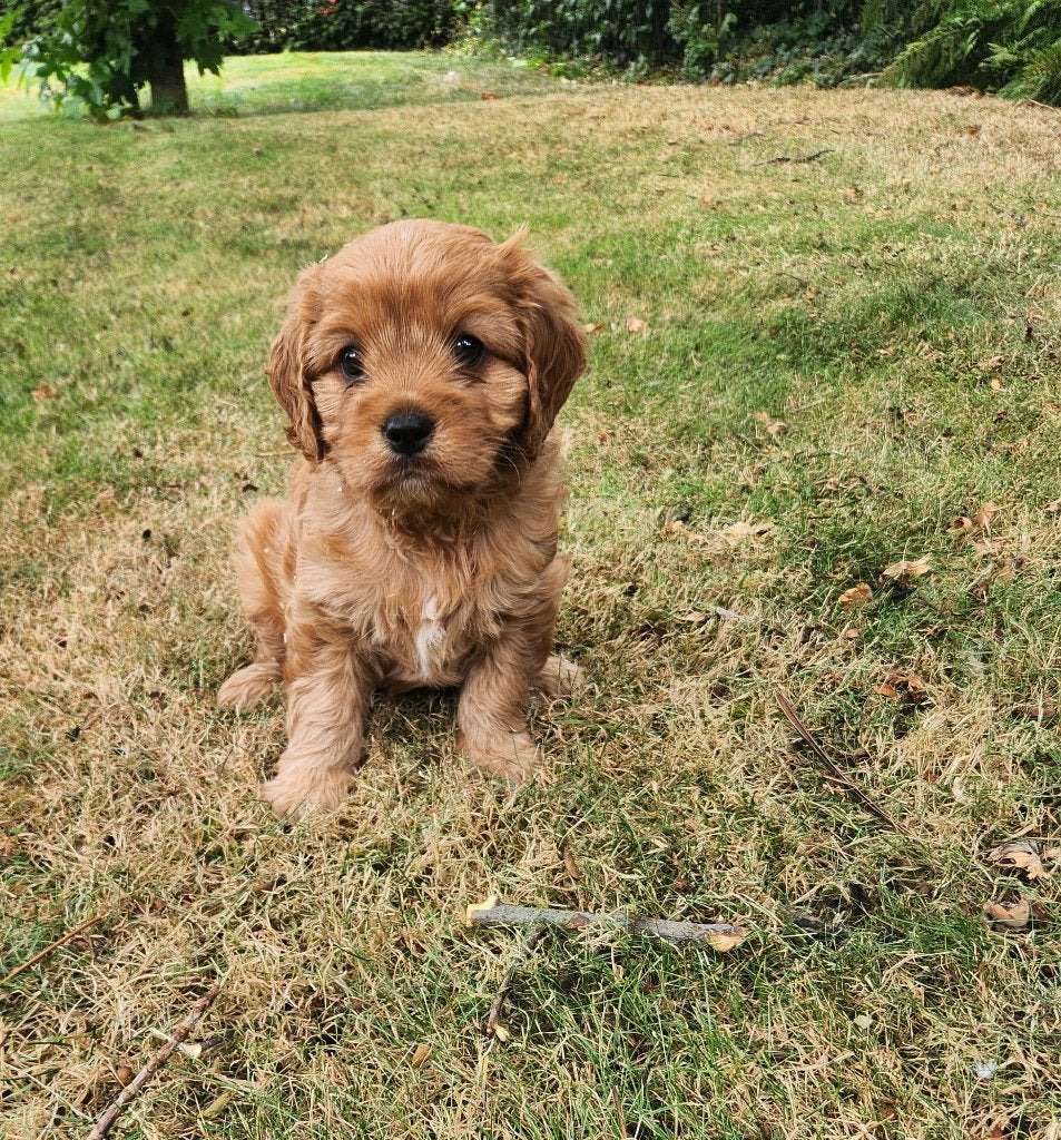 Cavapoo, Animaux & Accessoires, Chiens | Sans pedigree, Petit, Plusieurs animaux, Éleveur | Professionnel, Plusieurs, Belgique