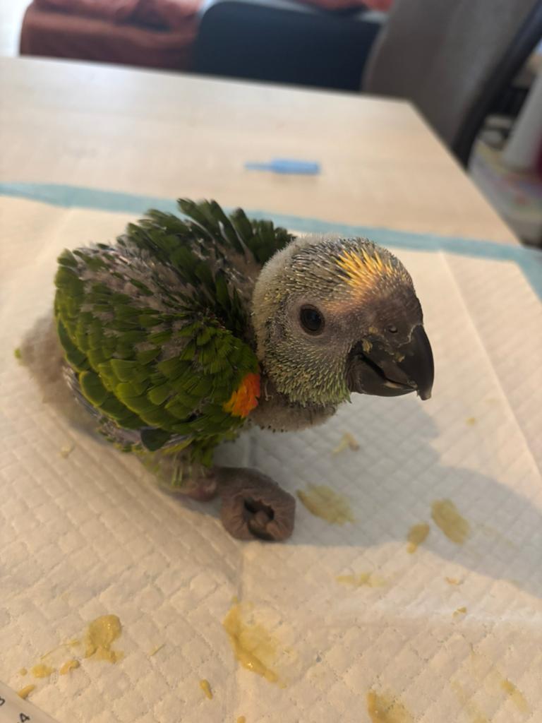 Handtamme blauwvoorhoofdamazone., Dieren en Toebehoren