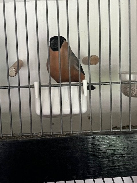 Noordse goudvink, Mannelijk, Wildzangvogel, Geringd