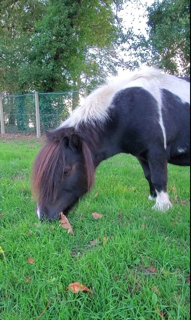 Betrouwbare lieve kinderpony shetlander, Ruin, A pony (tot 1.17m), 11 jaar of ouder, Recreatiepony
