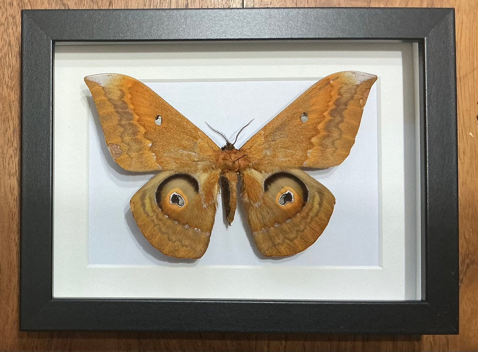 PROMO: Nachtvlinder in 3d kader, Dieren en Toebehoren