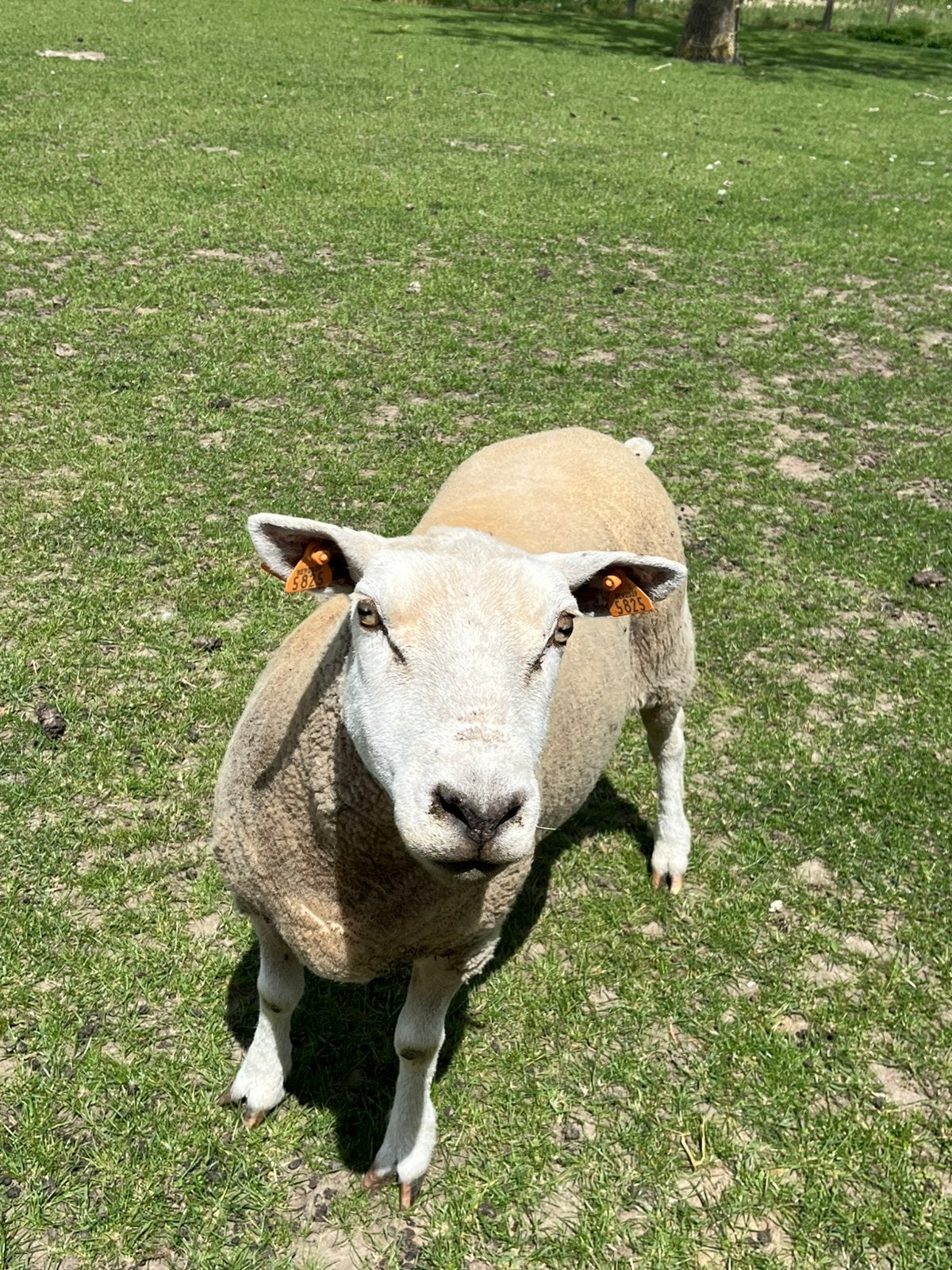 Ooi 3 jaar, Dieren en Toebehoren, Vrouwelijk, Schaap, 3 tot 5 jaar