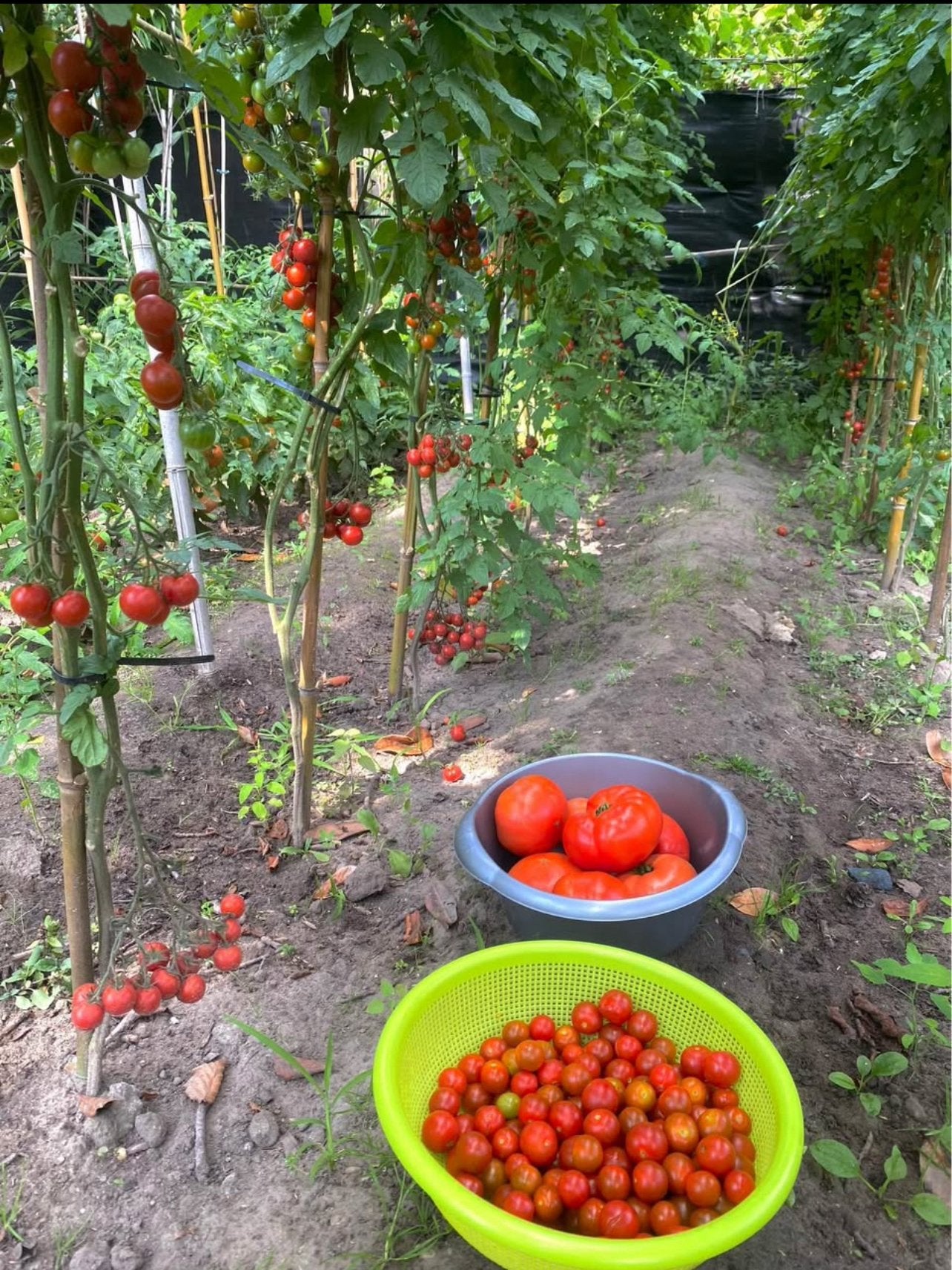 Verse tuin groenten, Tuin en Terras, Bloembollen en Zaden, Ophalen of Verzenden