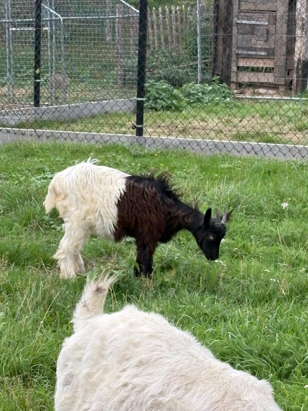 chèvre wallique, Animaux & Accessoires, Femelle, Chèvre, 0 à 2 ans