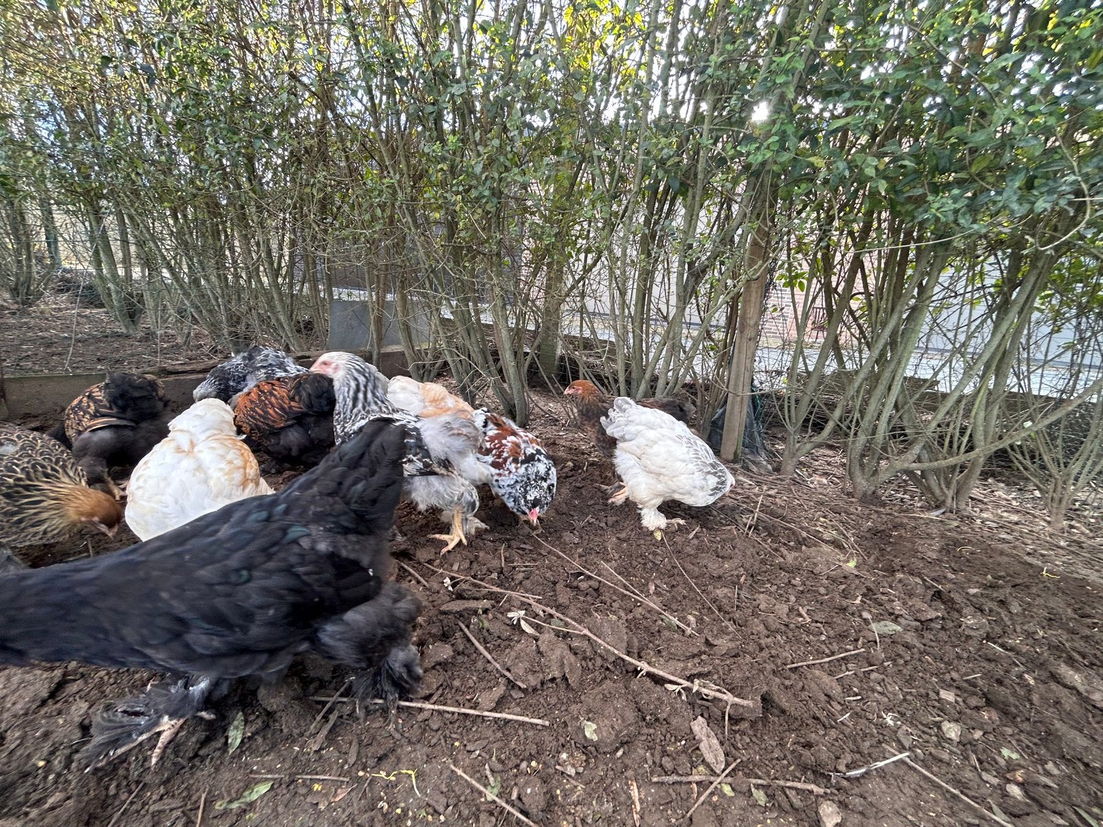 Brahma kuikens, Meerdere dieren, Kip