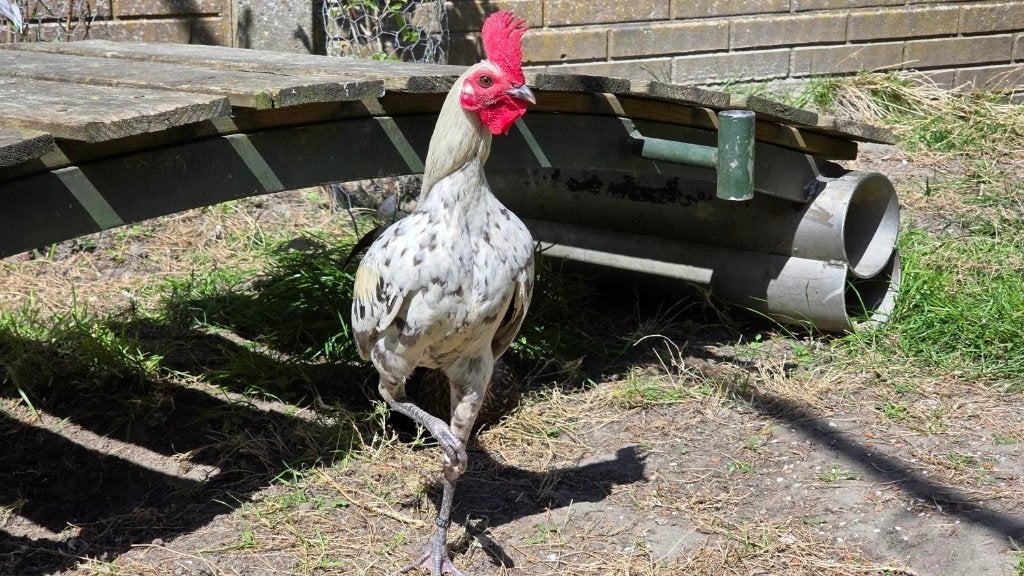 Moderne Engelse vechtkriel haantje - 1 jaar oud, Mâle, Poule ou poulet