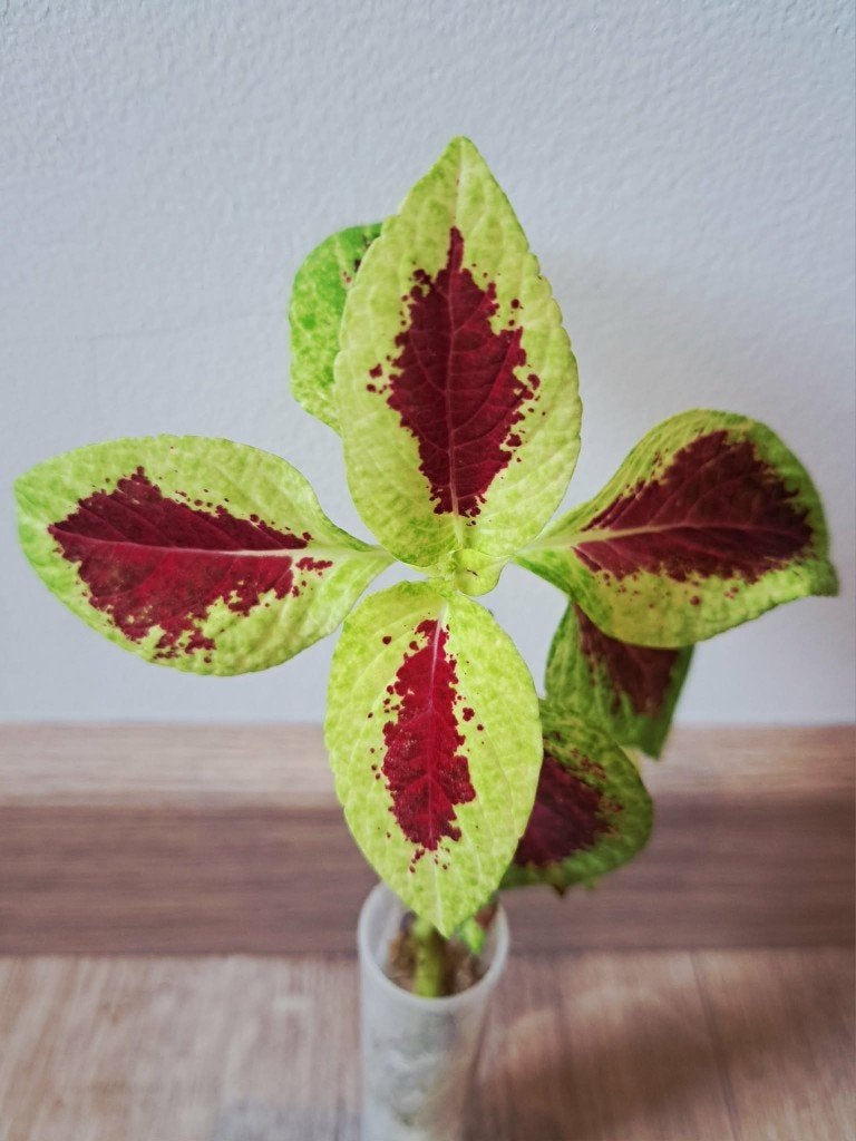 Siernetel stekje (coleus), Ophalen, Vaste plant, Overige soorten, Halfschaduw