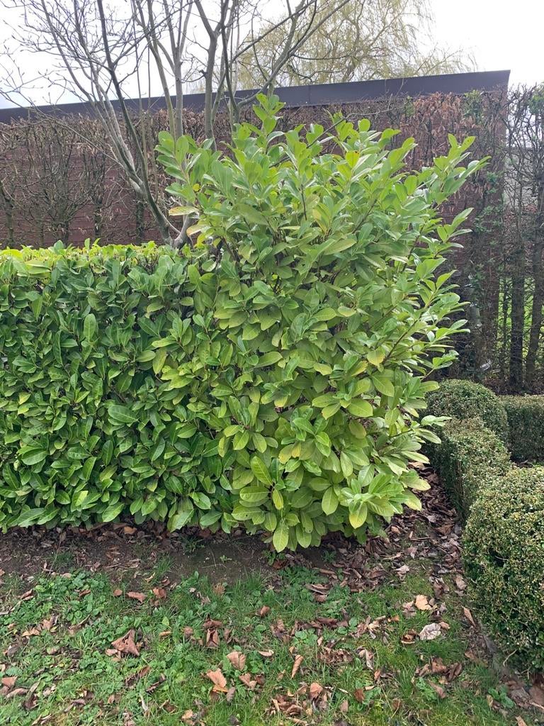 Laurier, cerisier, laurier, Jardin & Terrasse, Enlèvement, Laurier, Arbuste, 100 à 250 cm