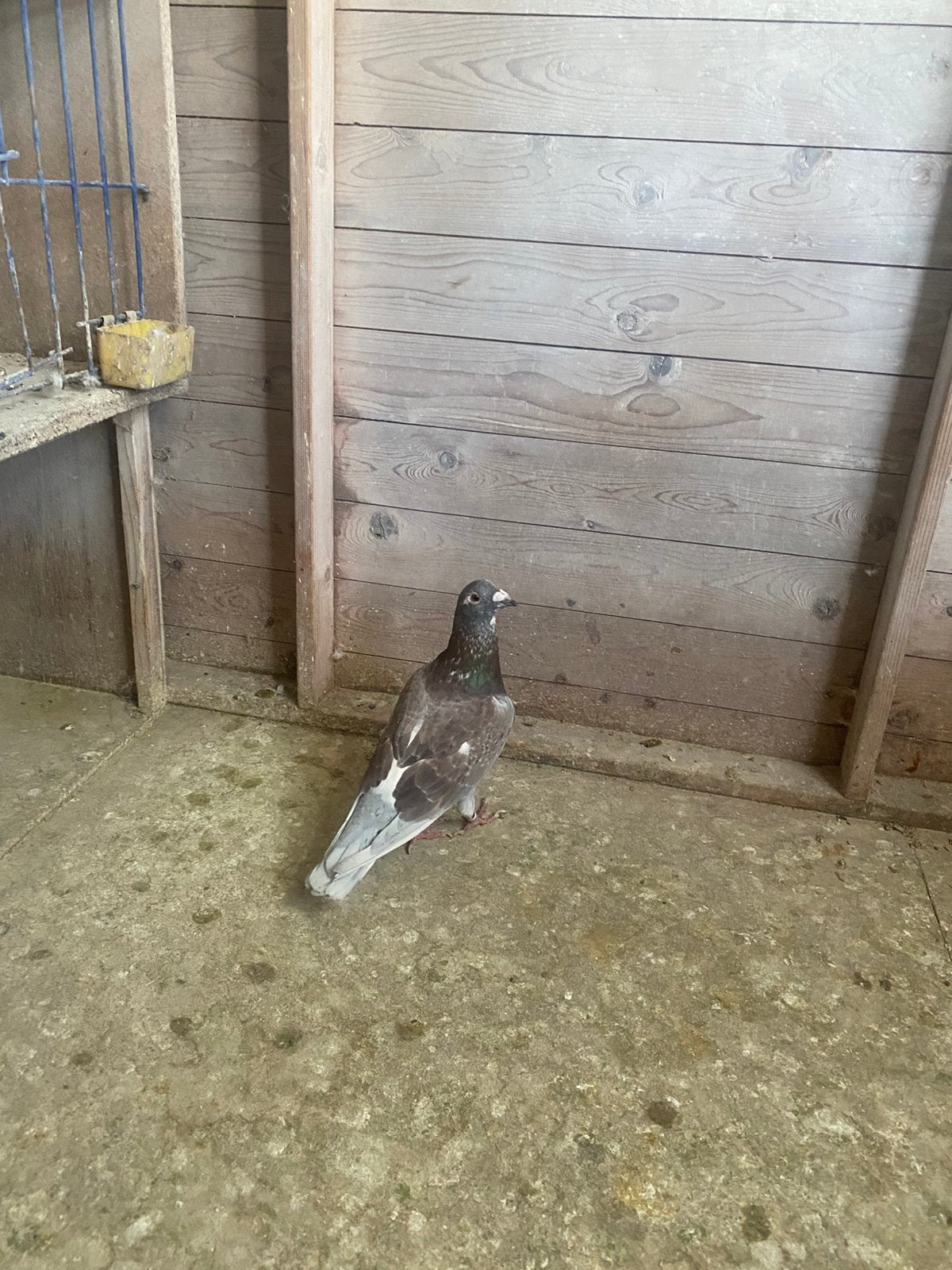 Kwekers, Dieren en Toebehoren, Mannelijk, Postduif