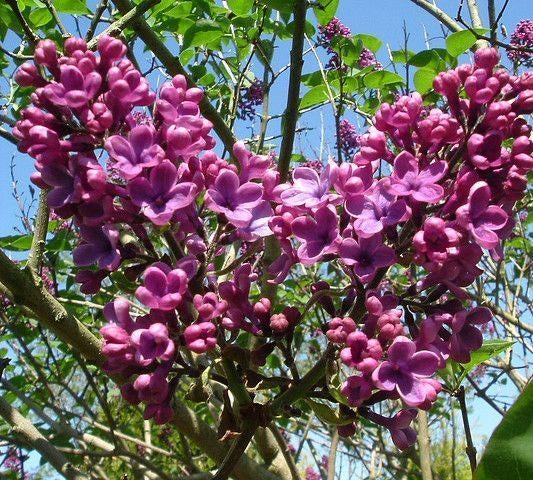 Seringen planten, Volle zon, Vaste plant, Zomer, Ophalen